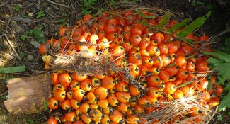 The Palm Oil Toolkit