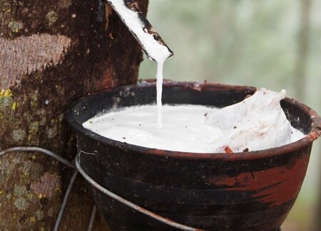 Proforest pilots the Accountability Framework initiative (AFi) with oil palm and rubber companies in Ghana