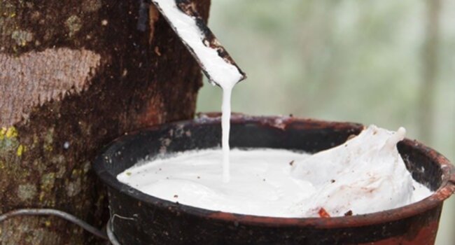 Proforest pilots the Accountability Framework initiative (AFi) with oil palm and rubber companies in Ghana