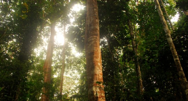 Collaboration entre les trois bassins pour protéger les forêts tropicales et les moyens de subsistance