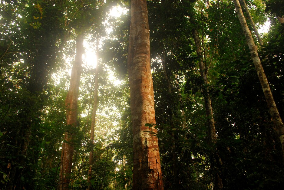Collaboration entre les trois bassins pour protéger les forêts tropicales et les moyens de subsistance