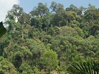 Thai smallholders achieve RSPO certification