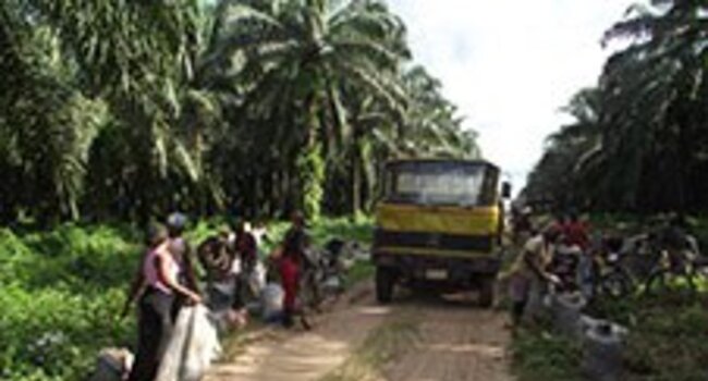 New phase for Tropical Forest Alliance 2020