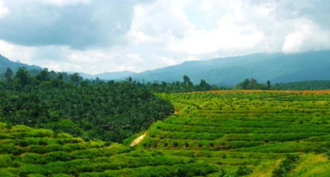Beyond 2020: accelerating implementation of responsible sourcing commitments