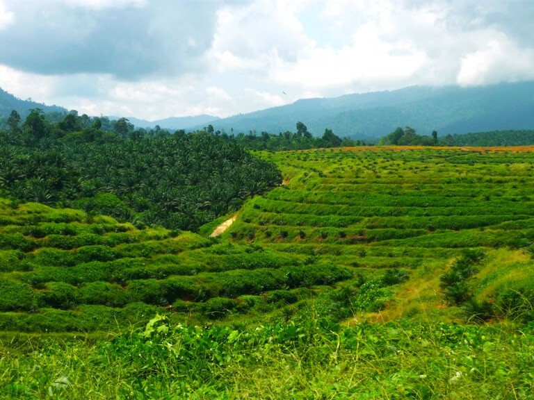 Beyond 2020: accelerating implementation of responsible sourcing commitments