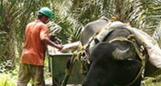 Ayudando a productores y extractoras de aceite de palma en Colombia a acceder a financiamiento