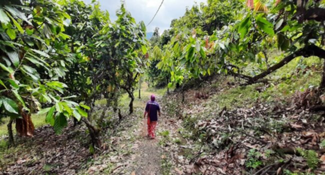 Delivering successful landscape outcomes for Indonesia’s forests