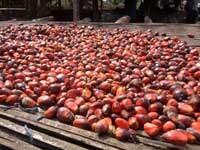 Eight principles for the responsible production of palm oil