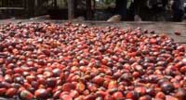 Eight principles for the responsible production of palm oil