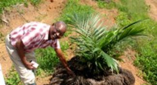 Norpalm Ghana achieves RSPO certification