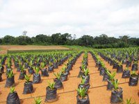 From paper to practice: Proforest contributes to new zero-deforestation publication