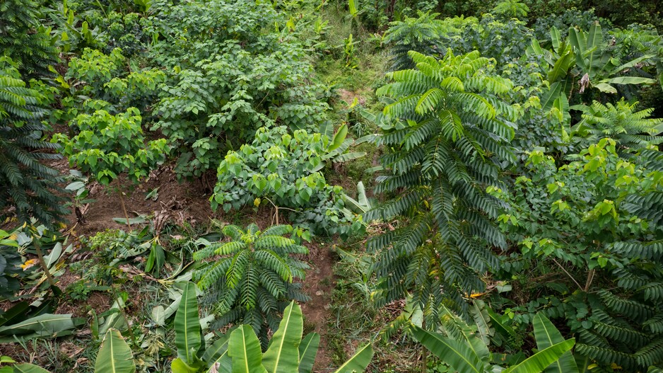 EFI and Proforest partner to accelerate forest restoration and sustainable cocoa in Ghana