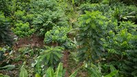 EFI y Proforest se asocian para acelerar la restauración forestal y el cacao sostenible en Ghana
