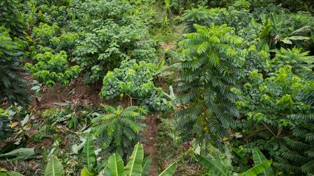 EFI and Proforest partner to accelerate forest restoration and sustainable cocoa in Ghana