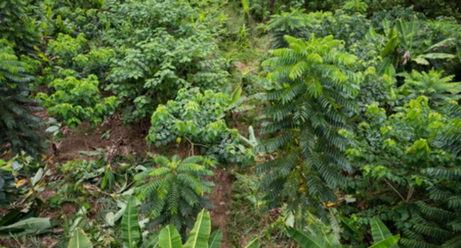 EFI and Proforest partner to accelerate forest restoration and sustainable cocoa in Ghana