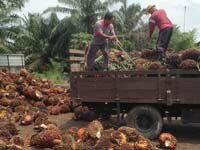 New RSPO-endorsed Supply Chain Certification Lead Auditor Course
