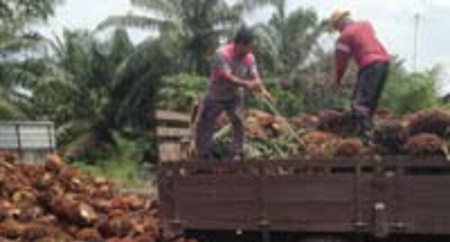 New RSPO-endorsed Supply Chain Certification Lead Auditor Course