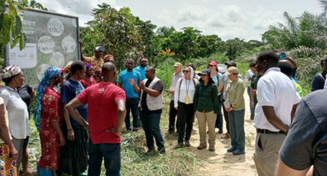 Community-led oil palm project in Adum Banso delivers additional livelihoods and forest protection