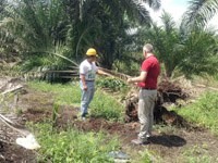Nueva evidencia de los impactos del aceite de palma de pequeños agricultores en Sumatra.