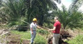 Nueva evidencia de los impactos del aceite de palma de pequeños agricultores en Sumatra.