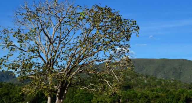 The Voluntary Monitoring Protocol for Cattle Suppliers in the Cerrado