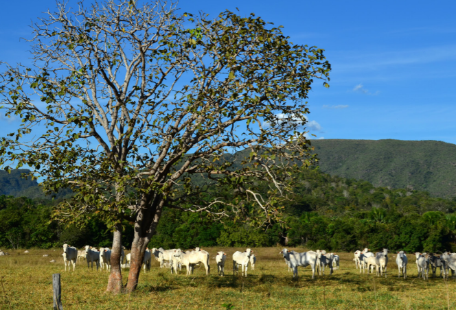 The Voluntary Monitoring Protocol for Cattle Suppliers in the Cerrado