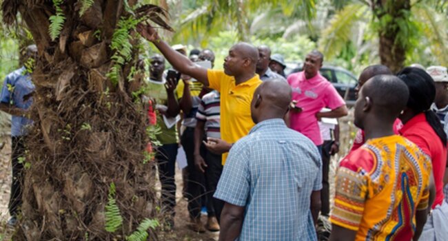 Scaling solutions for decoupling agricultural production from deforestation in Africa