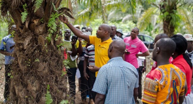 Our partnership with The Roundtable on Sustainable Palm Oil (RSPO)