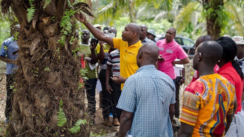 Scaling solutions for decoupling agricultural production from deforestation in Africa