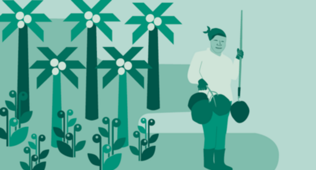 Coconut (Infographic)