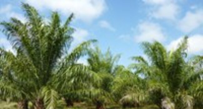 Oil palm stakeholders meet to discuss certification at Honduras workshop