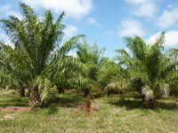 Oil palm stakeholders meet to discuss certification at Honduras workshop
