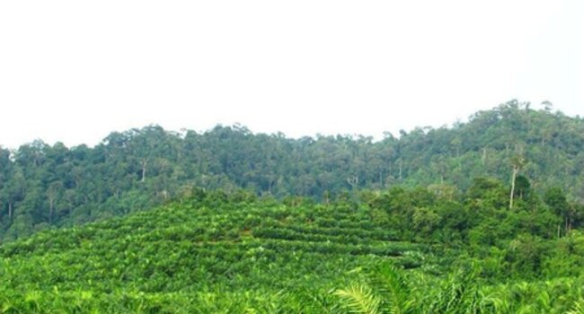 New series shares Proforest’s expertise