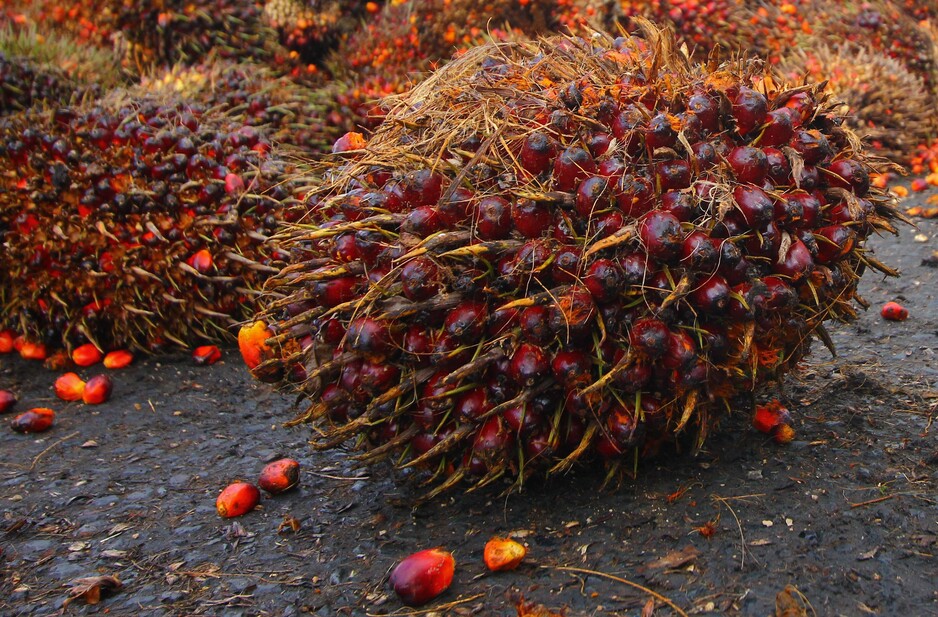Parliament of Ghana Enacts Tree Crops Regulation L12471