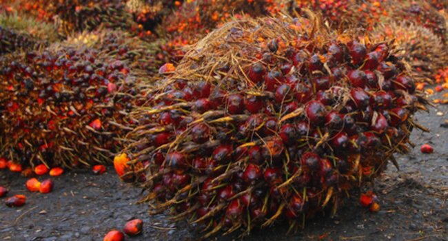 Parliament of Ghana Enacts Tree Crops Regulation L12471