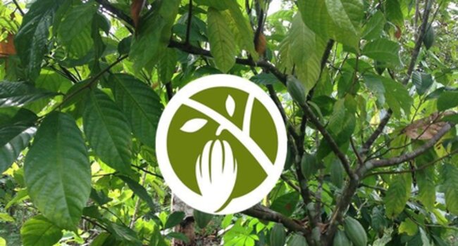 Working with cocoa and chocolate companies through the World Cocoa Foundation