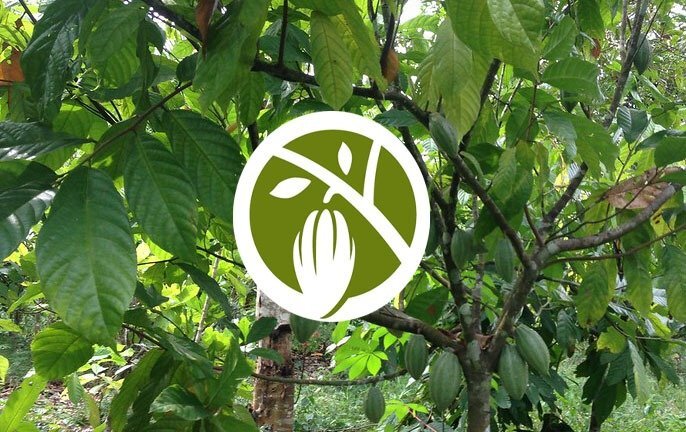 Working with cocoa and chocolate companies through the World Cocoa Foundation