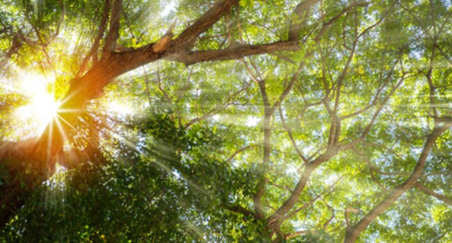 Climate Week NYC: Jurisdictional Approaches in Southeast Asia