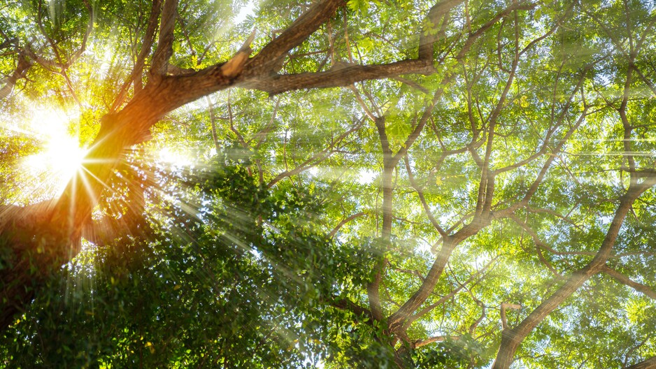 Climate Week NYC: Jurisdictional Approaches in Southeast Asia