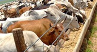 Combate ao desmatamento provocado pela soja e carne bovina na Argentina, Paraguai e Brasil