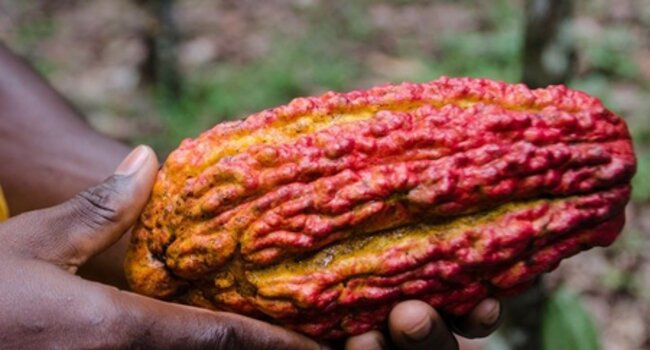 Understanding how companies can participate in Ghana