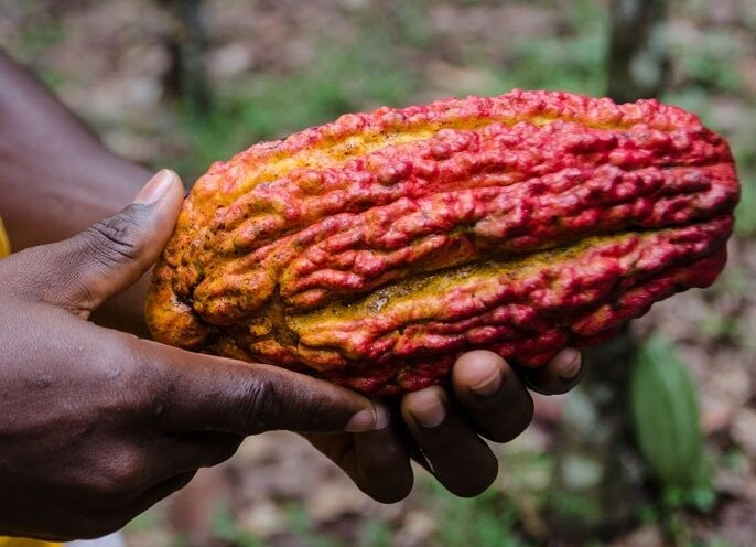 Comprender cómo pueden participar las empresas en Ghana