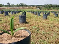 Proforest to verify IOI’s palm oil commitments