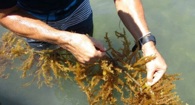 Defining sustainable seaweed standards with Cargill