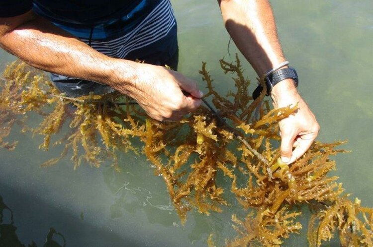 Defining sustainable seaweed standards with Cargill