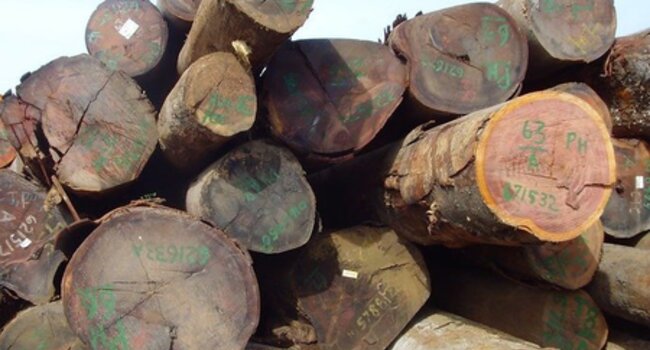 HCV assessments for forestry companies