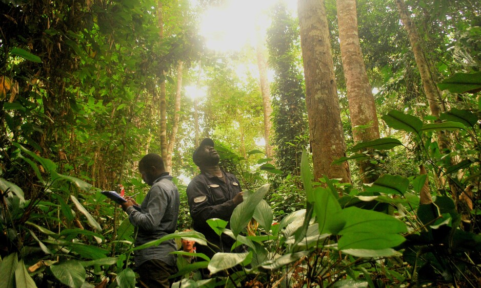 Demonstrating compliance on HCVs for new oil palm plantation development