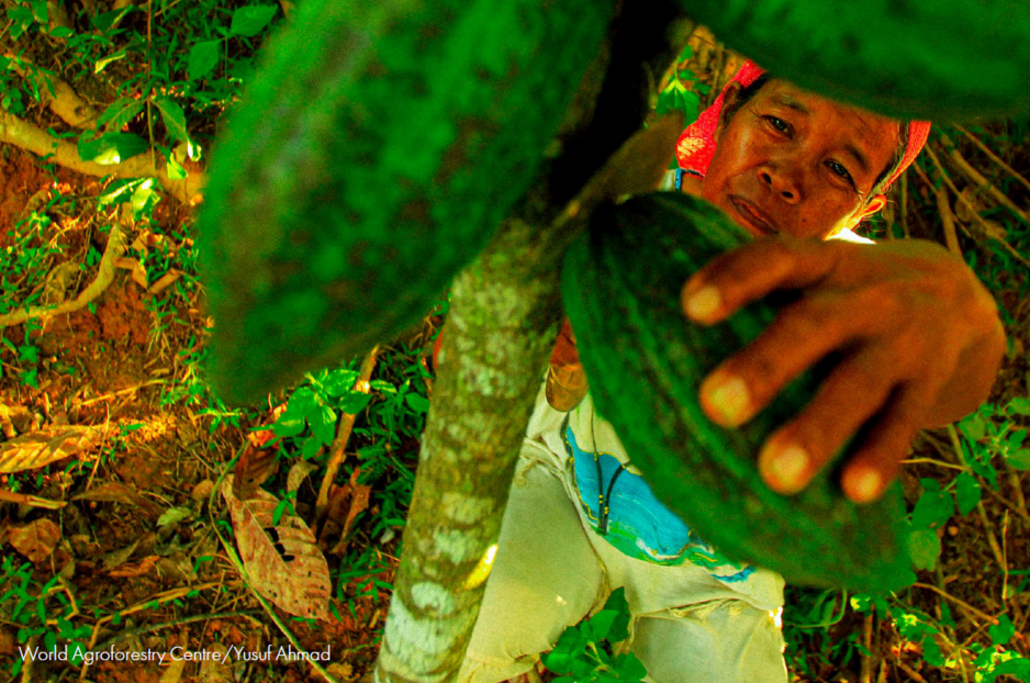 Company Landscape Engagement for Cocoa Sustainability