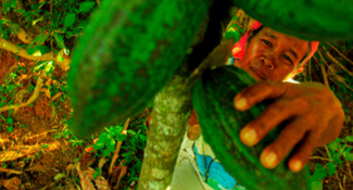 Company Landscape Engagement for Cocoa Sustainability