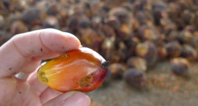 Conversemos durante el Congreso Palmero Mexicano y Conferencia Latinoamericana de RSPO